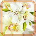 Lily and Orchid