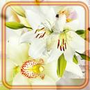 Lily and Orchid APK