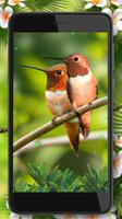 Love Birds Colibri 스크린샷 2