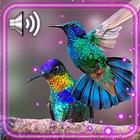 Love Colibri Birds-icoon
