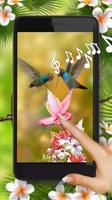Love Colibri Birds-poster