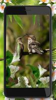 Love Colibri Birds screenshot 2