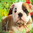 Love Puppies