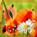 Poppies and Camomiles APK