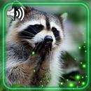Raccoons Cute Live Wallpaper APK