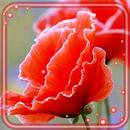 Summer Poppy Field APK