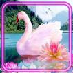 Swans Melody