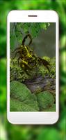 Scorpions Jungles HD poster