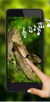Snakes Jungles HD poster