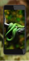 Snakes Jungles HD screenshot 1