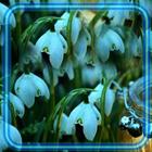 Snowdrops Wallpaper 아이콘