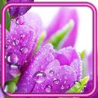 Tulips Drops ikon