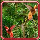 Wild Tropical Jungles иконка