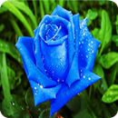 Images of Flowers and Roses APK