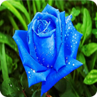 Imagenes de Flores y Rosas biểu tượng