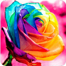 Colored Roses to Fall in Love APK