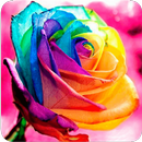Rosas de Colores para Enamorar APK