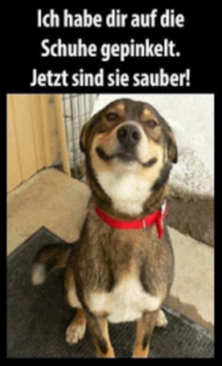 Tiere profilbilder für whatsapp Lustige Bilder