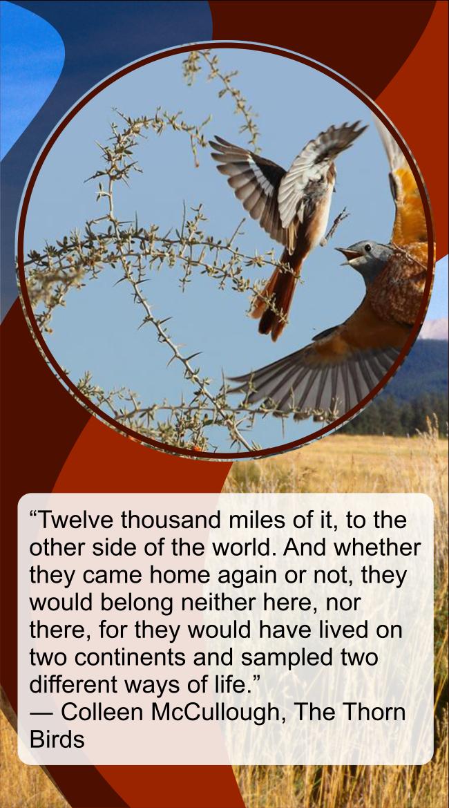 The Thorn Birds - Colleen Mccullough APK for Android Download The Thorn Birds - Colleen Mccullough APK for Android Download