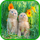 Cat Wallpaper Cute HD APK