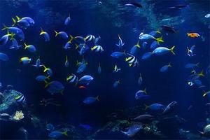 Aquarium Wallpaper capture d'écran 3
