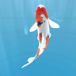 Koi  - Aquarium