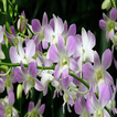 Orchids phap