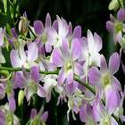 Orchids phap icon