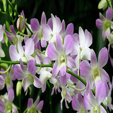 Orchids phap biểu tượng