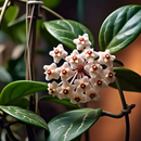 Hoya Krohniana Wallpapers APK