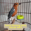 Suara Burung Anis Merah MP3