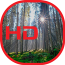 Forest Wallpaper 2019 APK