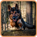 German Shepherd APK