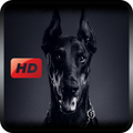Doberman Dog Wallpaper 2019