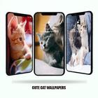 Cute Cat Wallpapers ไอคอน