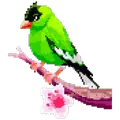 Birds P.A