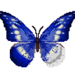 Butterfly Pixel Art Color Draw