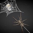 Spider Attack APK