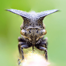 APK TapADot-Bugs