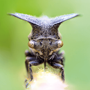 APK TapADot-Bugs