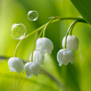 Muguet Live Wallpaper APK