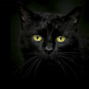 Черные кошки живые обои APK