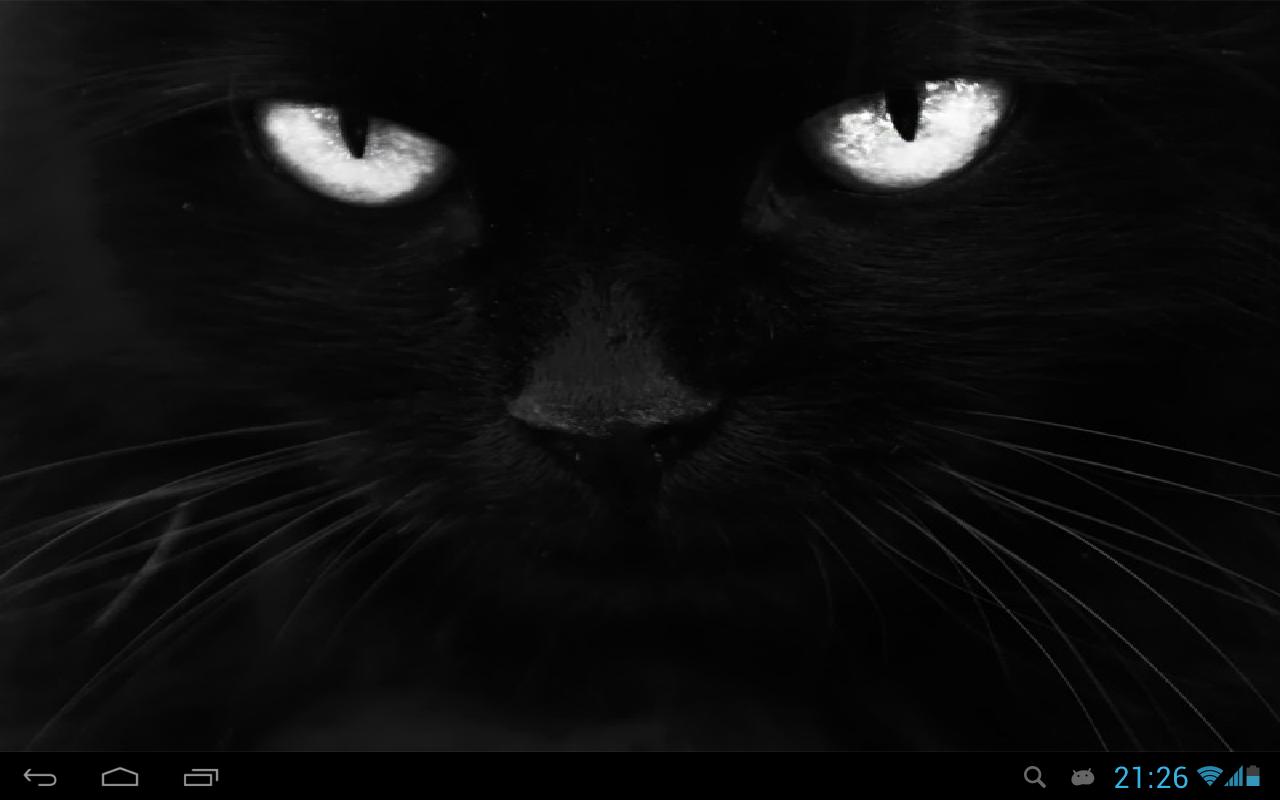 Черная ава на телефон. Кошка на черном фоне. Кошечка черная. Черная аватарка. Черная кошка на черном фоне.