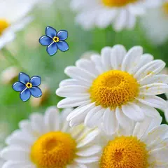 Camomiles live wallpaper Icon