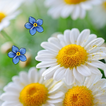 Marguerites Live Wallpaper