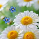 Marguerites Live Wallpaper APK