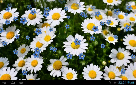 Screenshot 5 for Camomiles live wallpaper