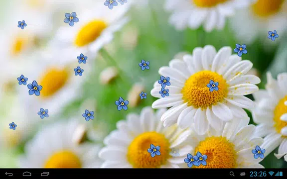 Screenshot 7 for Camomiles live wallpaper