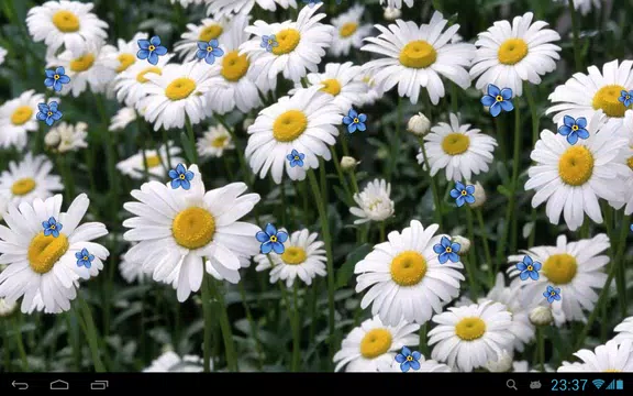 Screenshot 8 for Camomiles live wallpaper