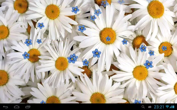 Screenshot 4 for Camomiles live wallpaper